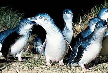 Bunyip Tours - Accommodation Whitsundays 4