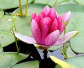 The Lotus Day Spa And Retreat - Accommodation Whitsundays 0
