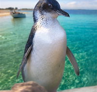 Penguin Island - Accommodation Whitsundays