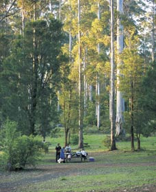 Big Brook Arboretum - Accommodation Whitsundays 0