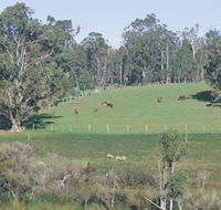 Scenic Drives - Bunbury Collie Donnybrook - Accommodation Whitsundays