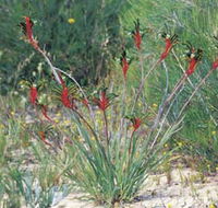 Kalbarri Wildflower Centre - Accommodation Whitsundays