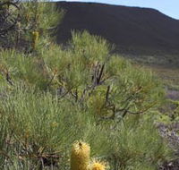 Lesueur Walk Trail Mount Lesueur - Accommodation Whitsundays