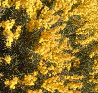 Dalwallinu Remnant Bushland - Accommodation Whitsundays