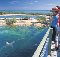 Shark Bay Marine Park - Accommodation Whitsundays