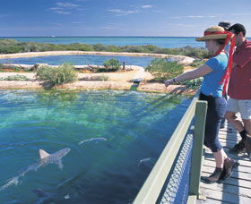 Shark Bay Marine Park - Accommodation Whitsundays 0