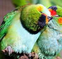 Rainbow Jungle - The Australian Parrot Breeding Centre - Accommodation Whitsundays