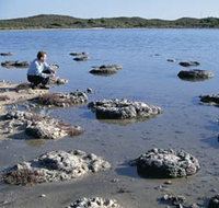 Lake Thetis Stromatolites - Accommodation Whitsundays