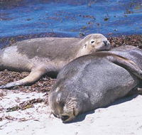 Carnac Island - Accommodation Whitsundays