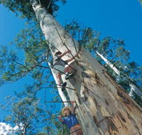 Dave Evans Bicentennial Tree - Accommodation Whitsundays