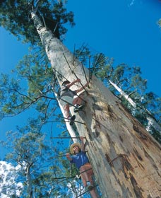 Dave Evans Bicentennial Tree - Accommodation Whitsundays 0