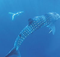 Ningaloo Marine Park - Accommodation Whitsundays