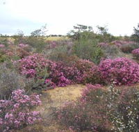 Reynoldson's Flora Reserve - Accommodation Whitsundays