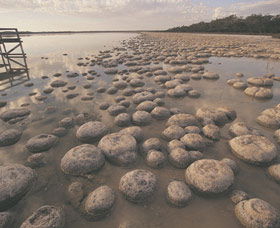 Yalgorup National Park - Accommodation Whitsundays 0