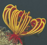 Lighthouse Bay - Accommodation Whitsundays