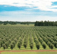 Fini Olives - Accommodation Whitsundays