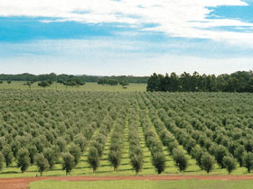 Fini Olives - Accommodation Whitsundays 0