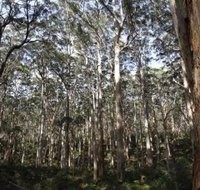Boranup Karri Forest - Accommodation Whitsundays