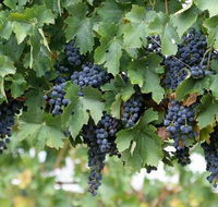 Capel Vale Wines - Accommodation Whitsundays