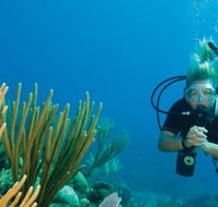 Coastal Water Dive - Accommodation Whitsundays