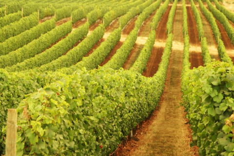 Cullen Wines - Accommodation Whitsundays 0