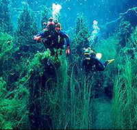 Ewens Ponds Conservation Park - Accommodation Whitsundays