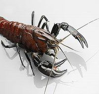 Andermel Marron - Accommodation Whitsundays