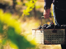 Burge Family Winemakers - Accommodation Whitsundays 0
