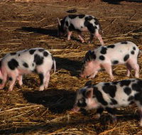 Will's Rare Breeds Farm - Accommodation Whitsundays