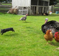Echo Farm - Accommodation Whitsundays