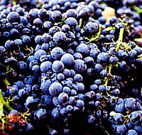 Laurel Bank Vineyard - Accommodation Whitsundays