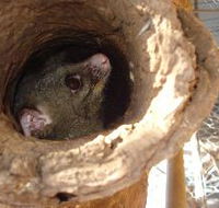 Mulga Sanctuary and Wildlife Park - Accommodation Whitsundays
