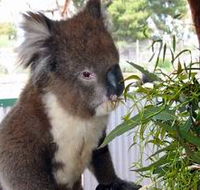 Glen-Forest Tourist Park - Accommodation Whitsundays