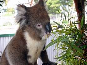 Glen-Forest Tourist Park - Accommodation Whitsundays 0