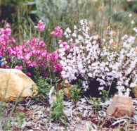 Stokes Bay Bush Garden - Accommodation Whitsundays
