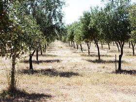 Talinga Grove Olive Oils - Accommodation Whitsundays 0