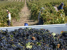 Rolf Binder Wines - Accommodation Whitsundays 0