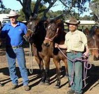 Coffin Bay Brumby Preservation Society Incorporated - Accommodation Whitsundays