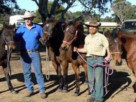Coffin Bay Brumby Preservation Society Incorporated - Accommodation Whitsundays 0