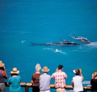 Whale Watching At Head Of Bight - Accommodation Whitsundays