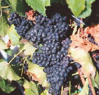 Darlington Vineyard - Accommodation Whitsundays