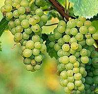 TP Vineyards - Accommodation Whitsundays