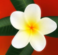 Well Retreat - Day Spa and Teahouse - Accommodation Whitsundays