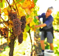 Native Point Wines - Accommodation Whitsundays