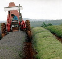 Bridestowe Lavender Farm - Accommodation Whitsundays