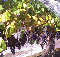 Palmara Vineyard - Accommodation Whitsundays