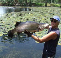 Barra Feeding - Accommodation Whitsundays