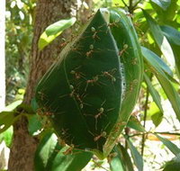 Greenant Creek Walk - Accommodation Whitsundays