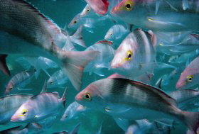 Palm Beach Reef Dive Site - Accommodation Whitsundays 0