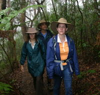 Mount Cougal Springbrook National Park - Accommodation Whitsundays